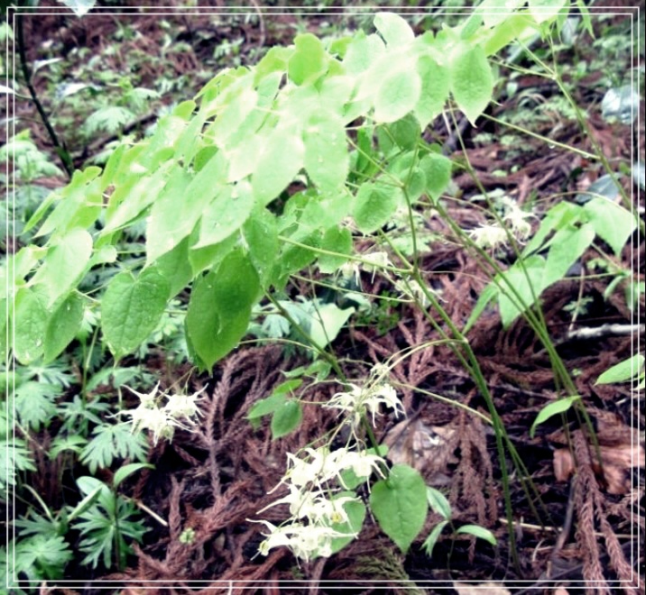 삼지구엽초 효능 술 담그는 방법?