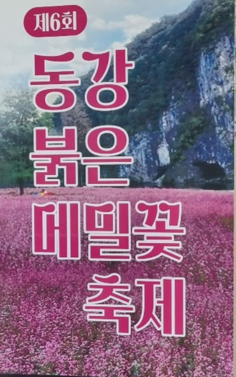 제 6회 동강 붉은 메밀꽃 축제