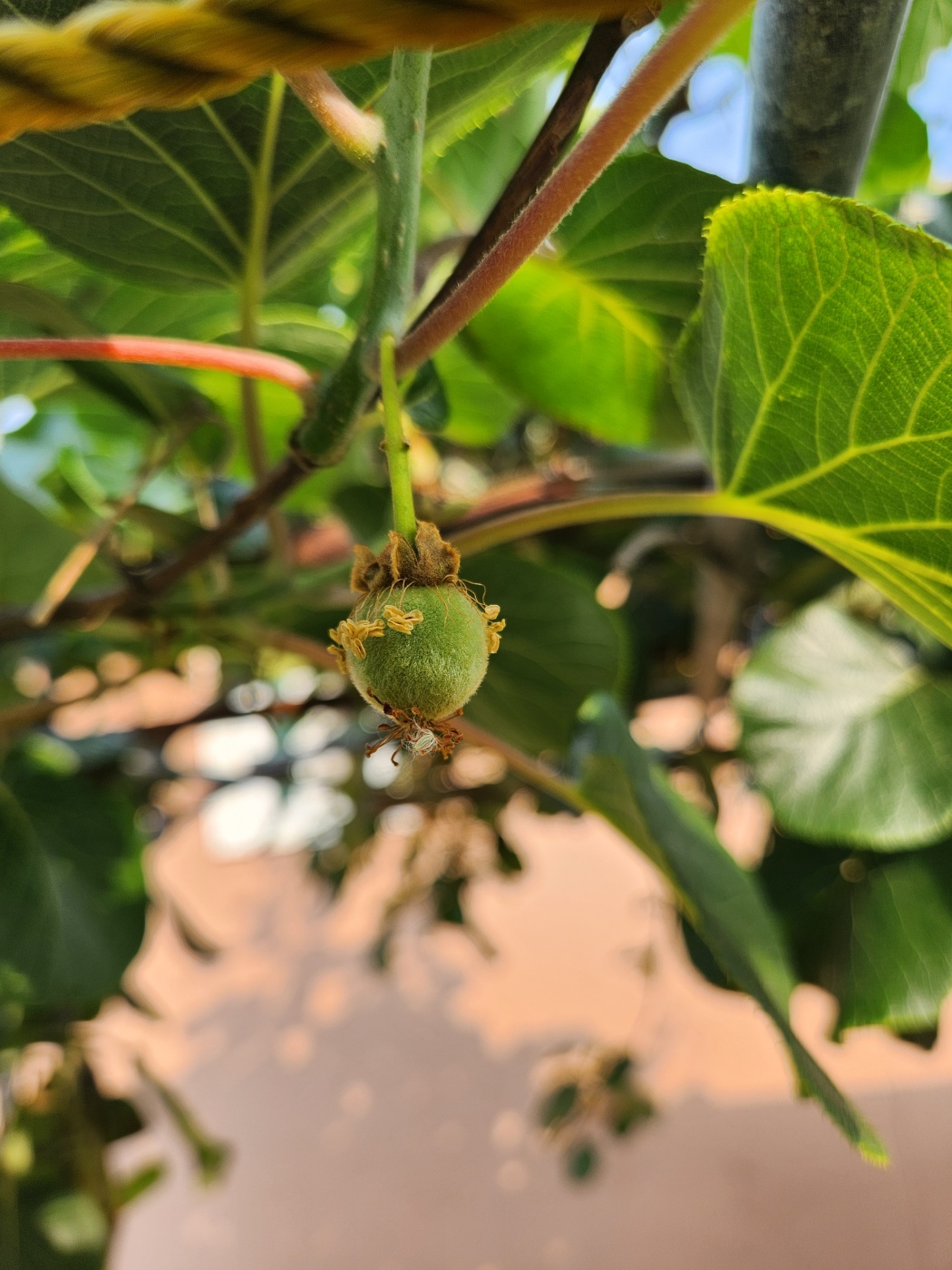 키위가 열매를 맺었어요! 이런 감격이라니! 아직 작은데도 털이 보숭보숭 나있네요. 