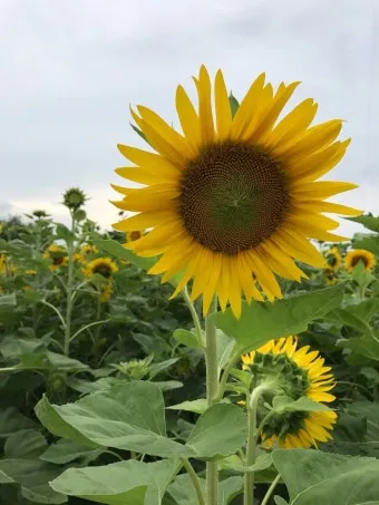7월 축제 가볼만한 곳 베스트 10 완벽 여행 가이드_20