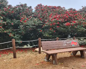 서천 동백꽃 주꾸미 축제_14