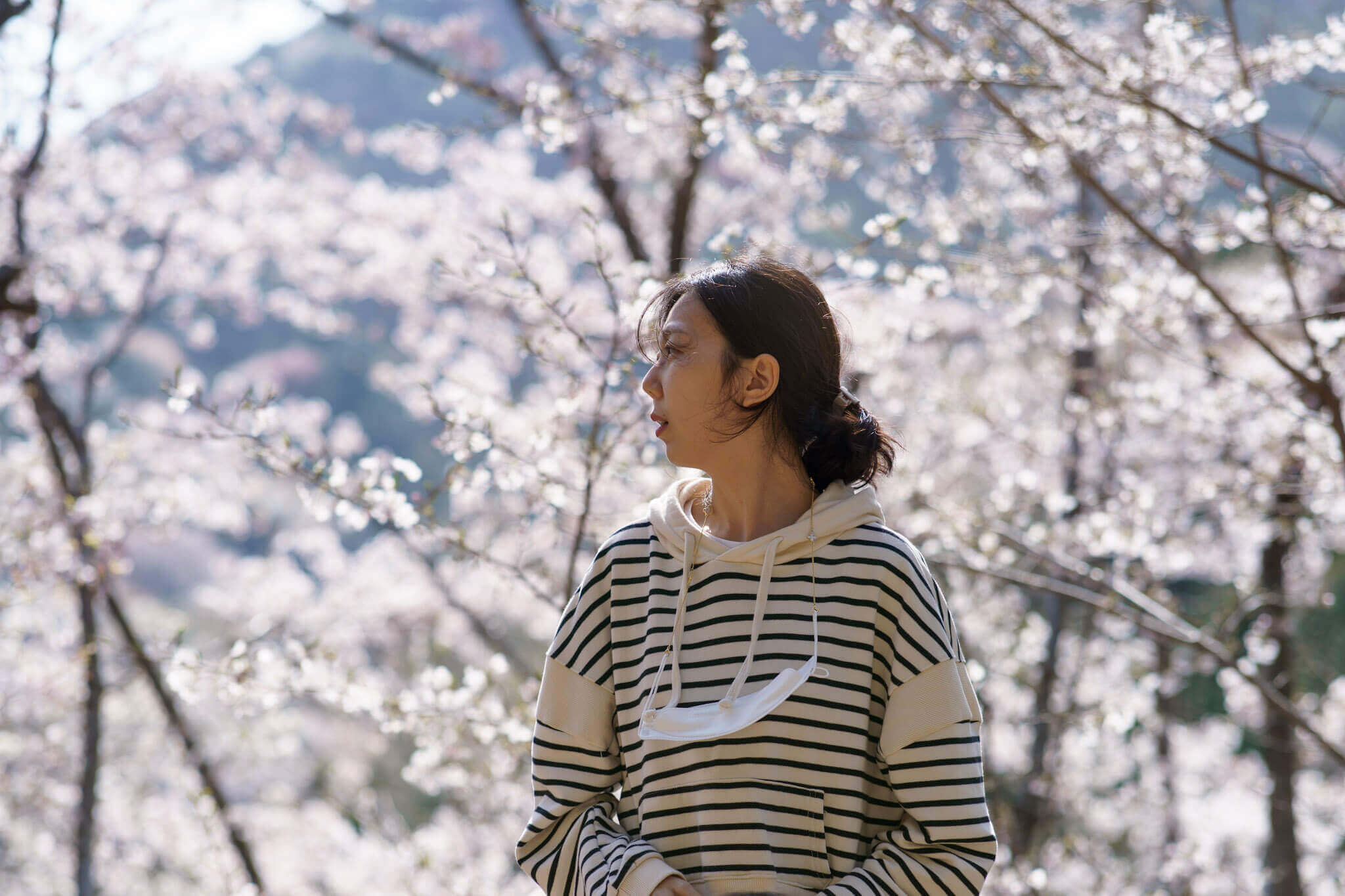 2024벚꽃축제일정 벚꽃개화시기