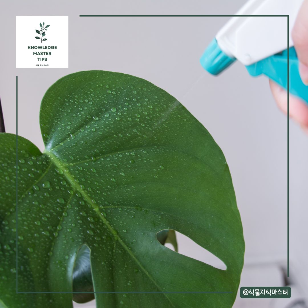 몬스테라 습도 관리