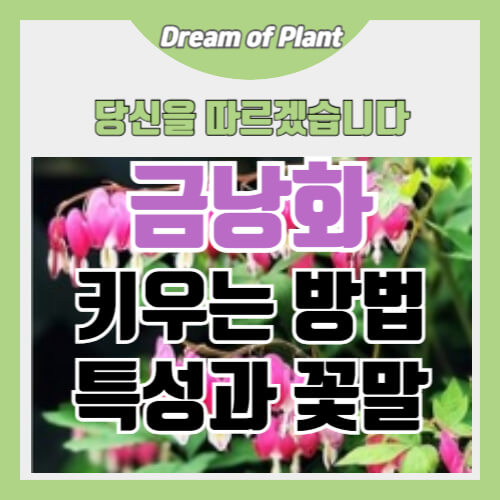 금낭화 키우는 방법 썸네일 이미지