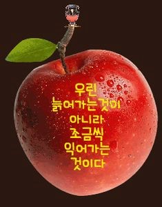 우린-늙어가는-것이-아니라-조금씩-익어가는-것이다-속좀-차리자