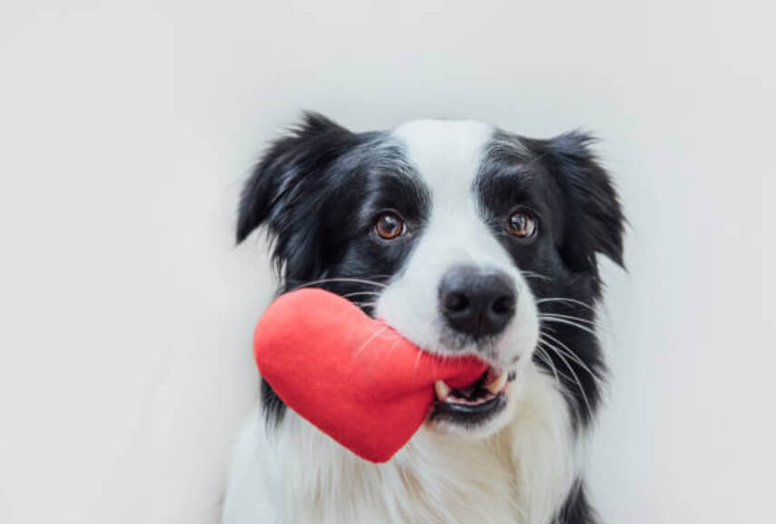 2024년 개띠 운세