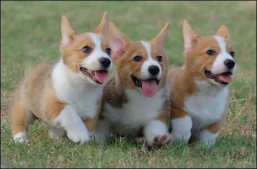 웰시코기 3마리