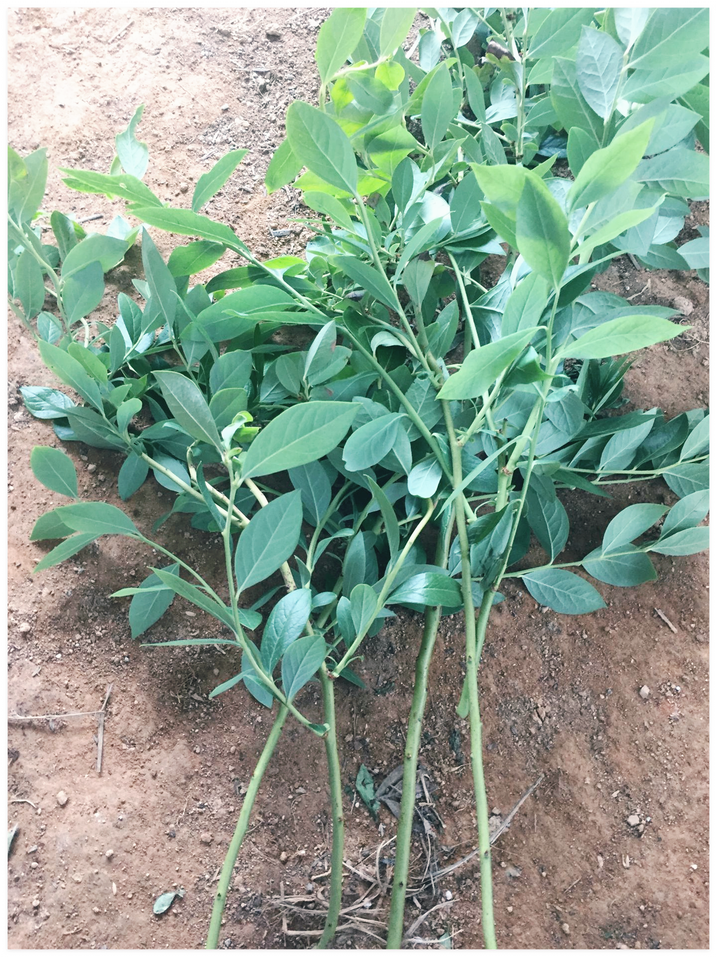 블루베리-효능-효소