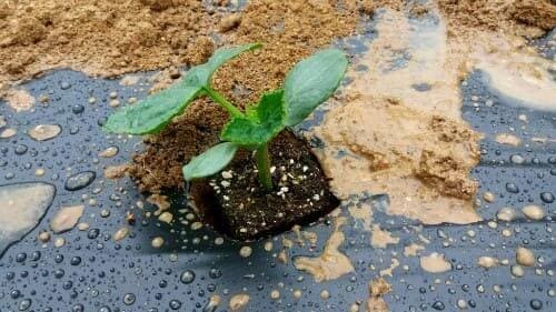 오이재배-아주심기-모종-심는방법-정식방법