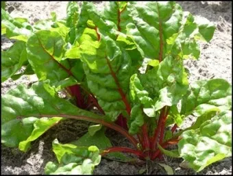 근대 재배 잎 따기 간격 유지 연속 수확_13