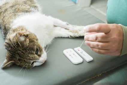 검사받는 고양이.