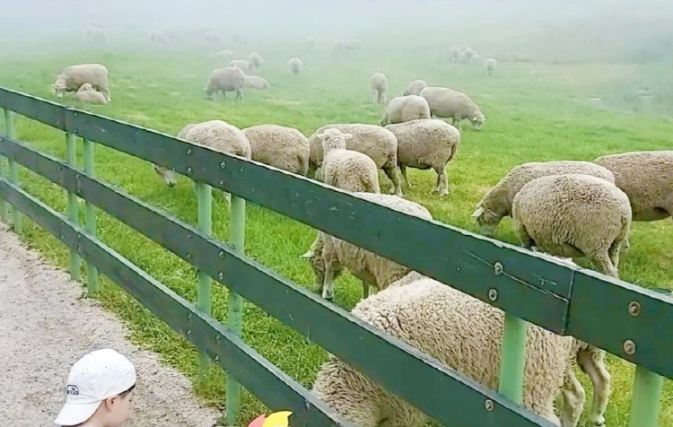 대관령 양떼목장