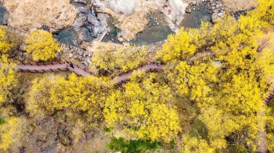 구례 산수유 축제