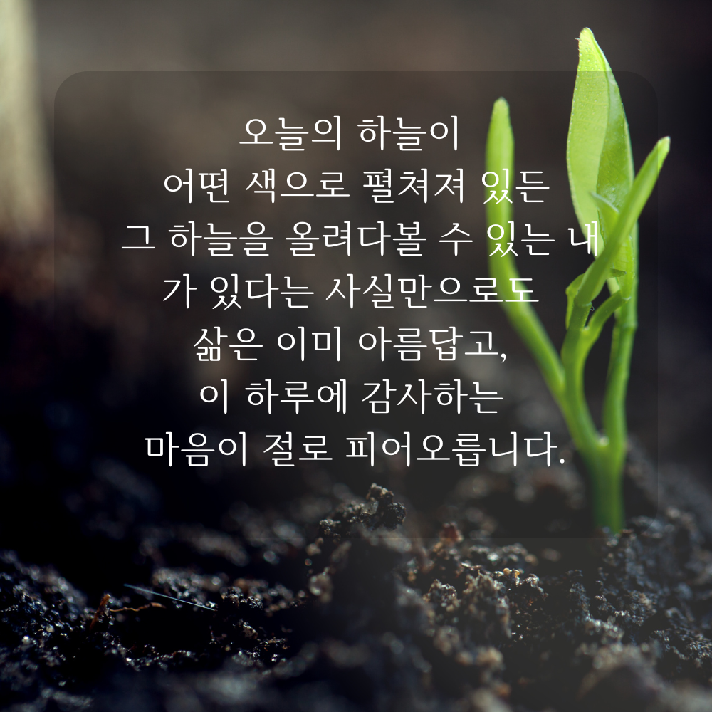 감사 글귀 좋은글 이미지 문구