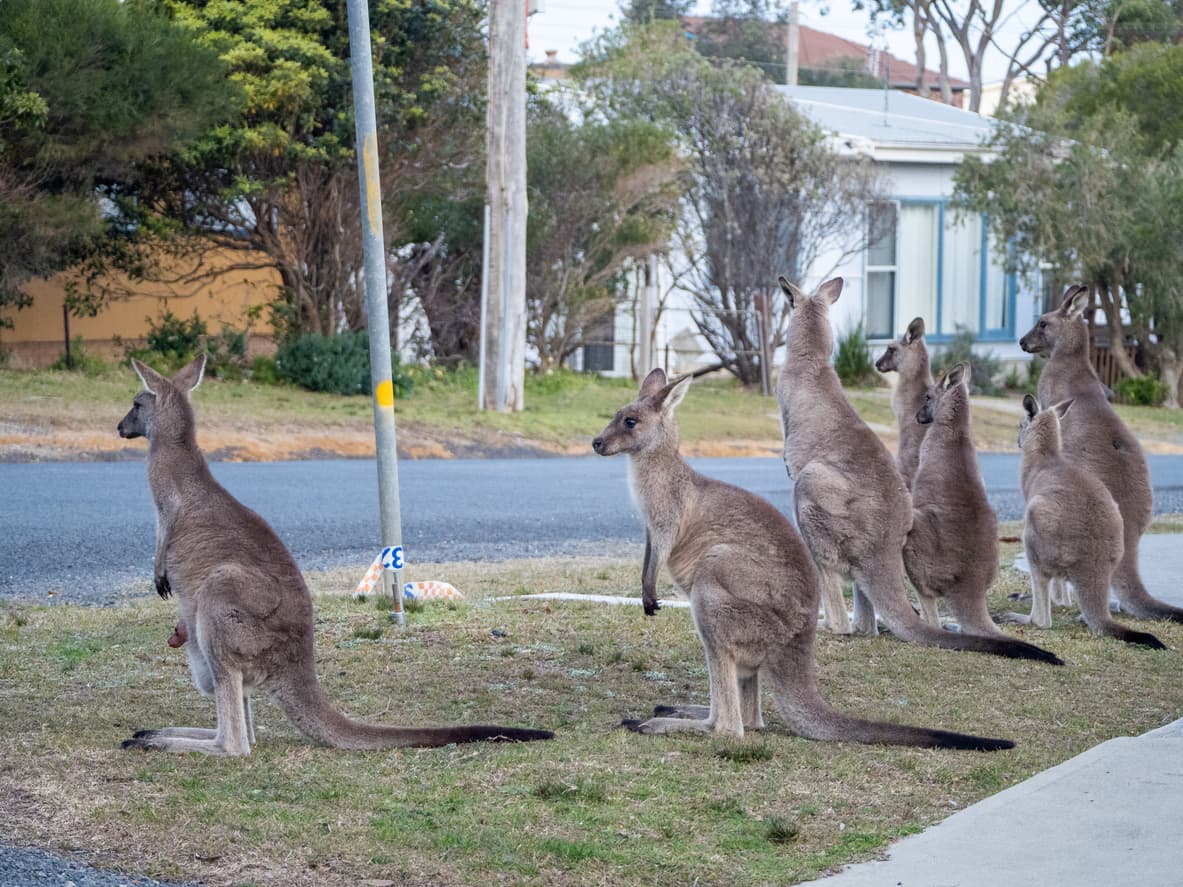 시골지역을-돌아다니는-캥거루