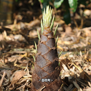 죽순 삶는법