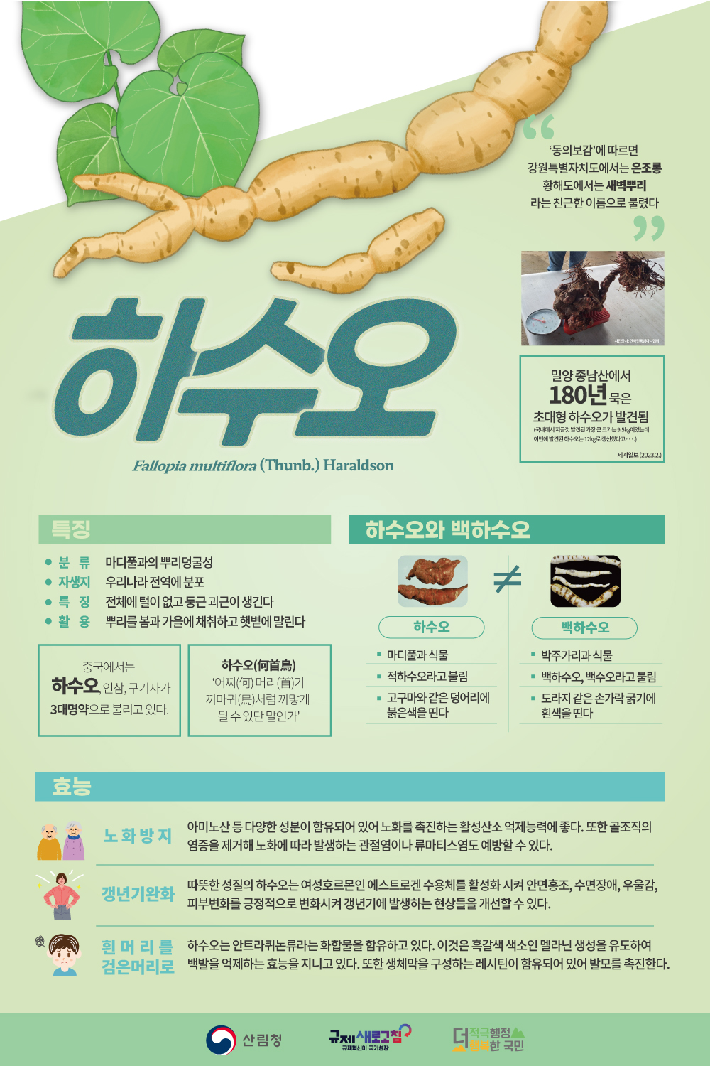 하수오의 유래 및 효능
