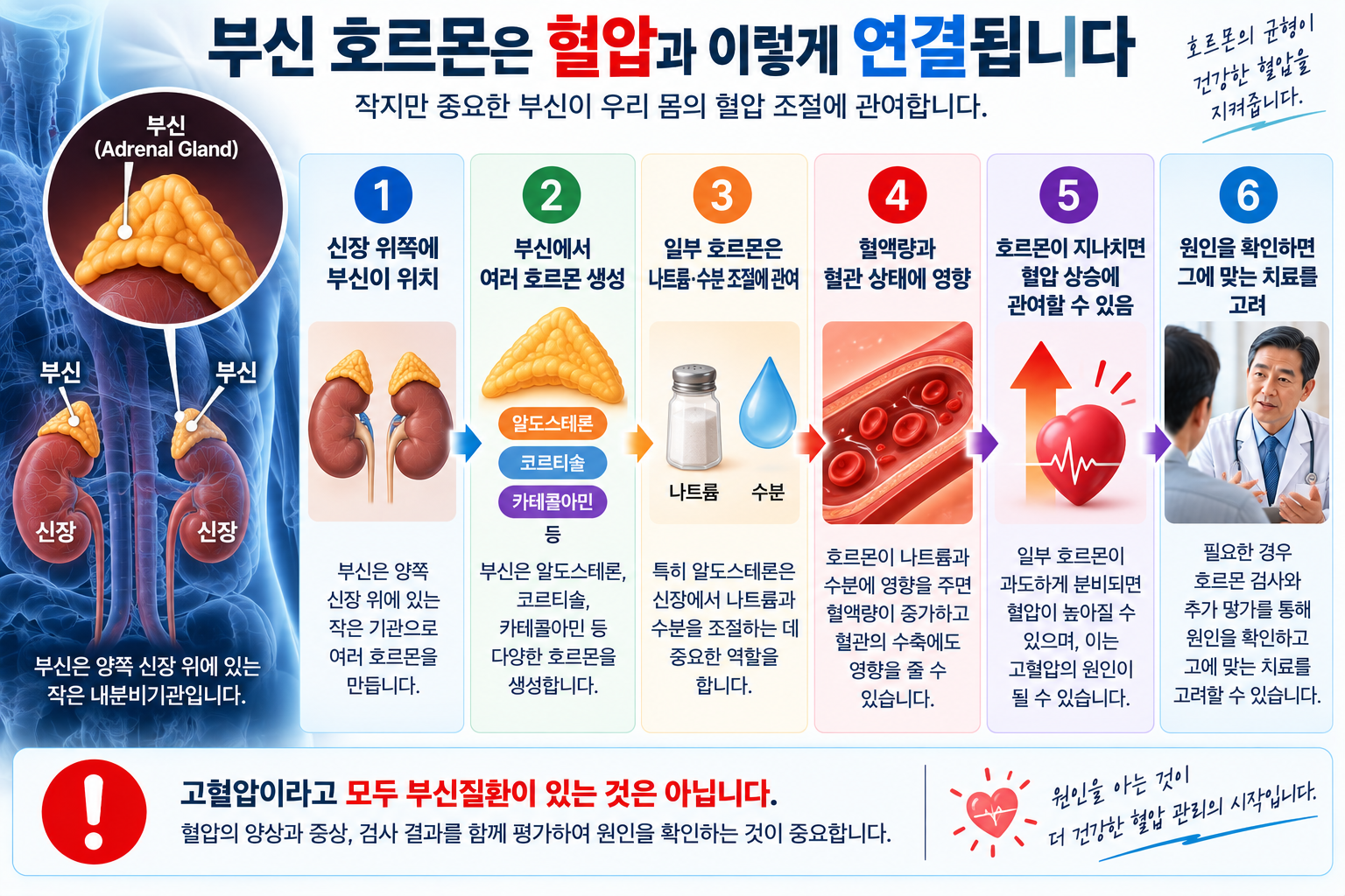 부신 호르몬과 혈압 조절의 관계를 설명한 그림