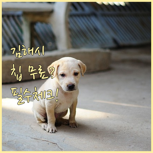 김해시 반려동물 등록 방법 및 내장형..