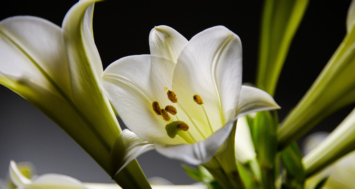 백합 – 헤라의 젖에서 태어난 신성한 꽃