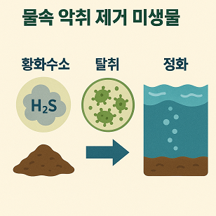 물속 악취 제거 미생물 관련 사진