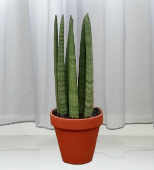 공기정화식물 중 스투키 사진