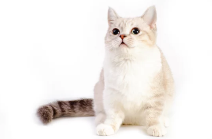 먼치킨 고양이/출처:어도비스톡