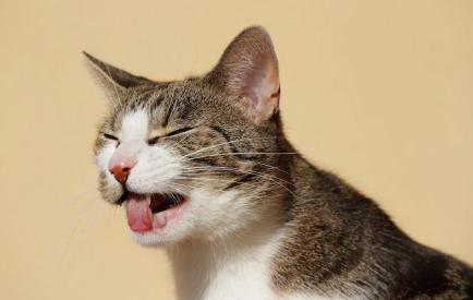 입을 벌리고 고통스럽게 호흡을 하는 고양이.