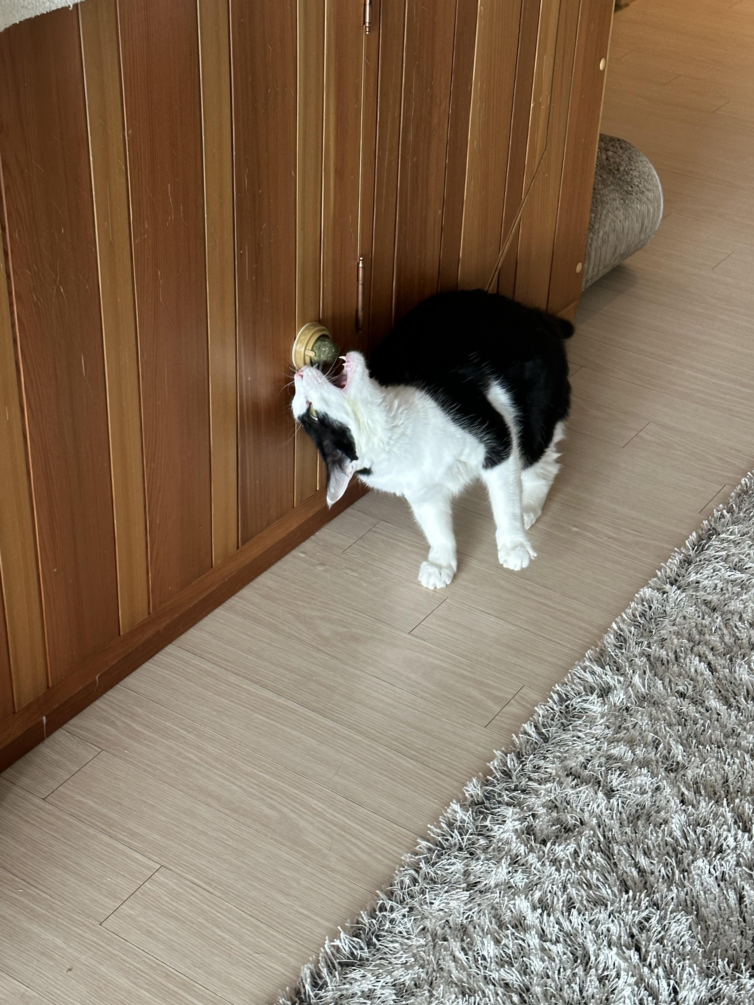 캣닢사탕에 무아지경인 냥냥이들.