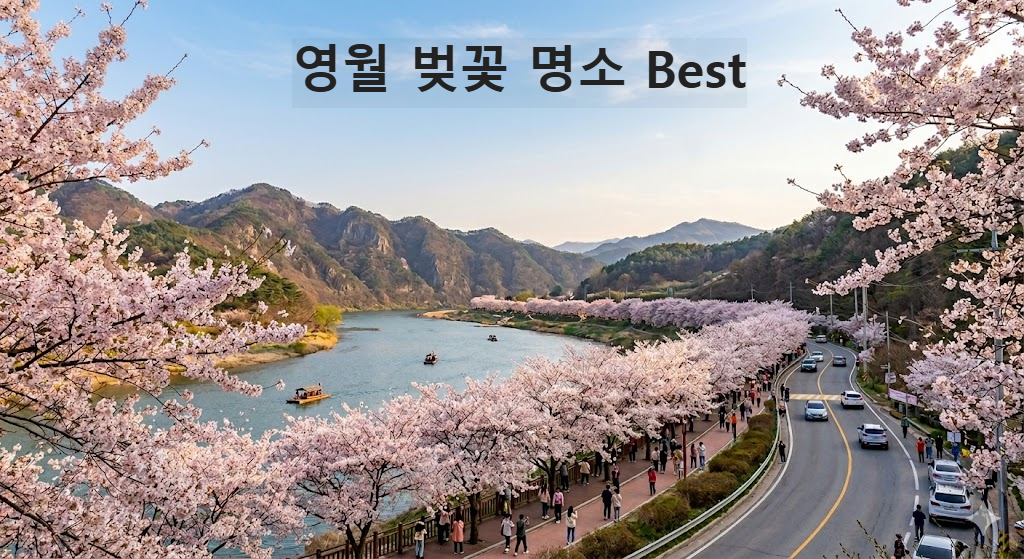 영월 벚꽃 명소