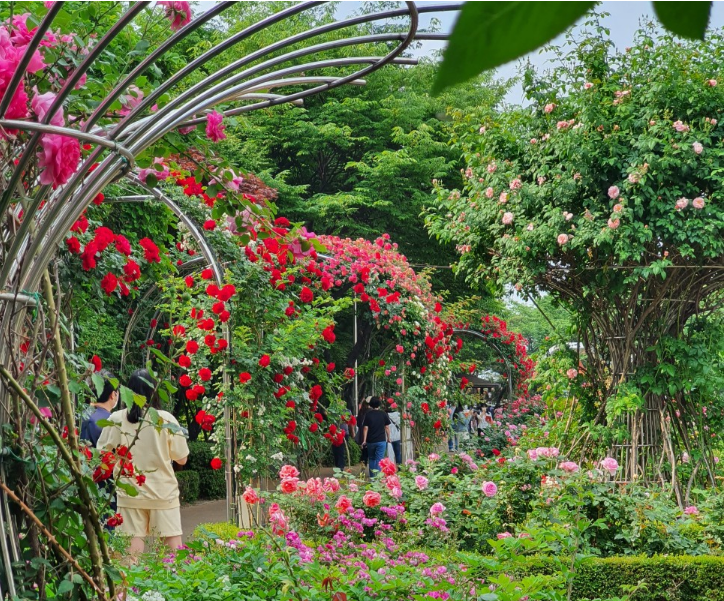 2023.서울 중랑구 장미축제.일정.주차.추천코스.맛집.2023안내.총정리