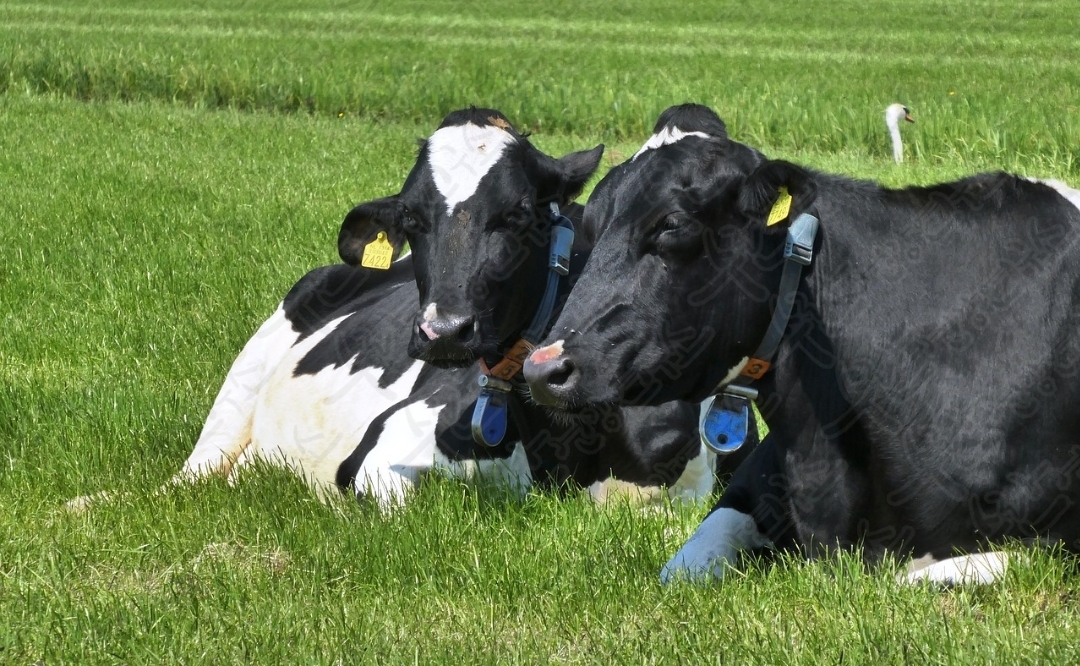 셀트리온 초유 단백질21