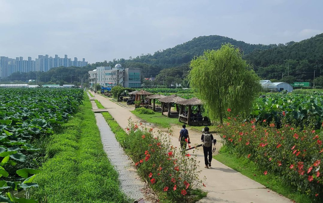 시흥 연꽃테마파크 