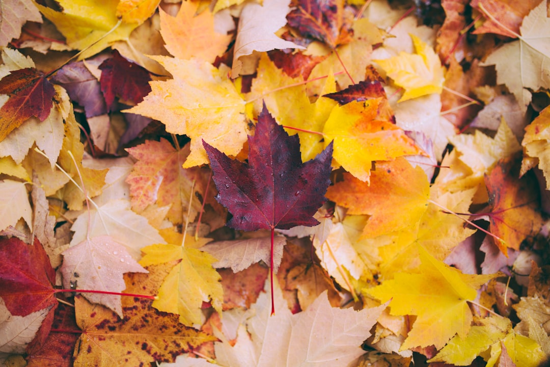 Fall.