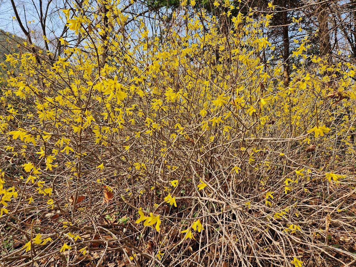 만리화(금강개나리)