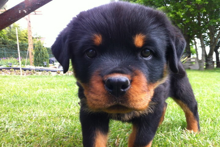 강아지산책필요