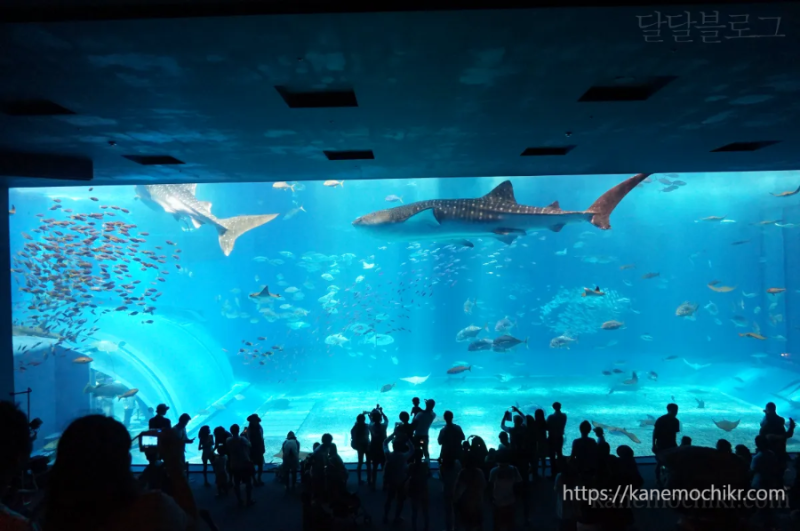 오키니와-추라우미수족관