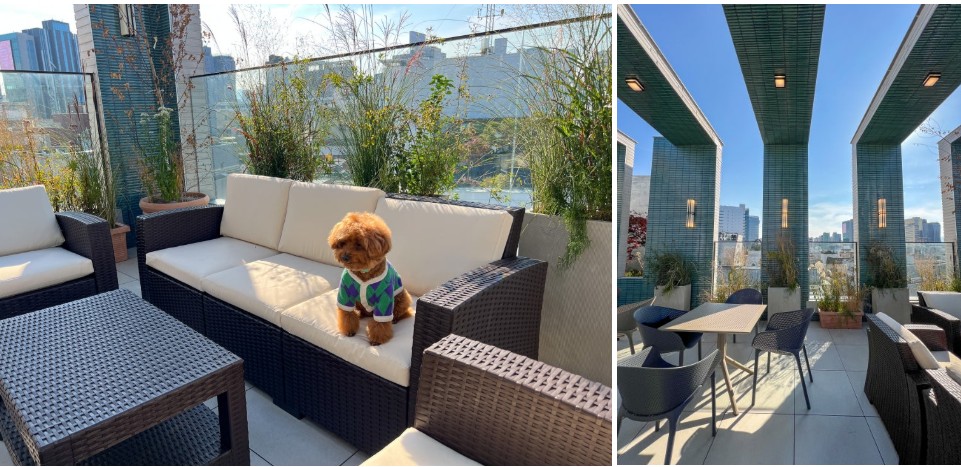 강남 애견동반 코코스퀘어 트라노이 식당