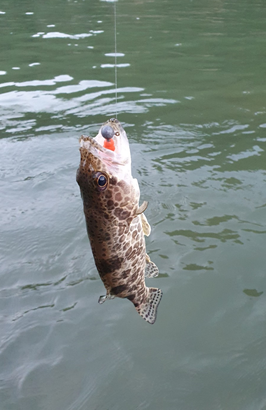 1-2. 쏘가리(Siniperca scherzeri)의 형태학적 특징