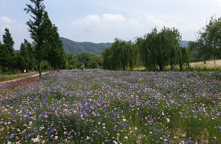 [4월~5월 여행지]만개한 꽃잔디와 봄날의 감동, 거창창포원에서 만난 힐링의 순간