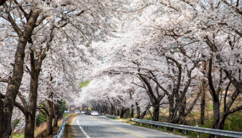 경주벚꽃시기
