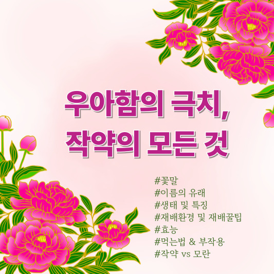 우아함의 정수, 작약 - 꽃말, 특징, 이름 유래, 효능, 활용법, 모란과의 차이까지 총정리!