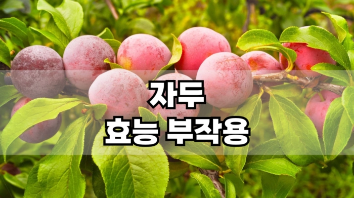 자두 효능 부작용
