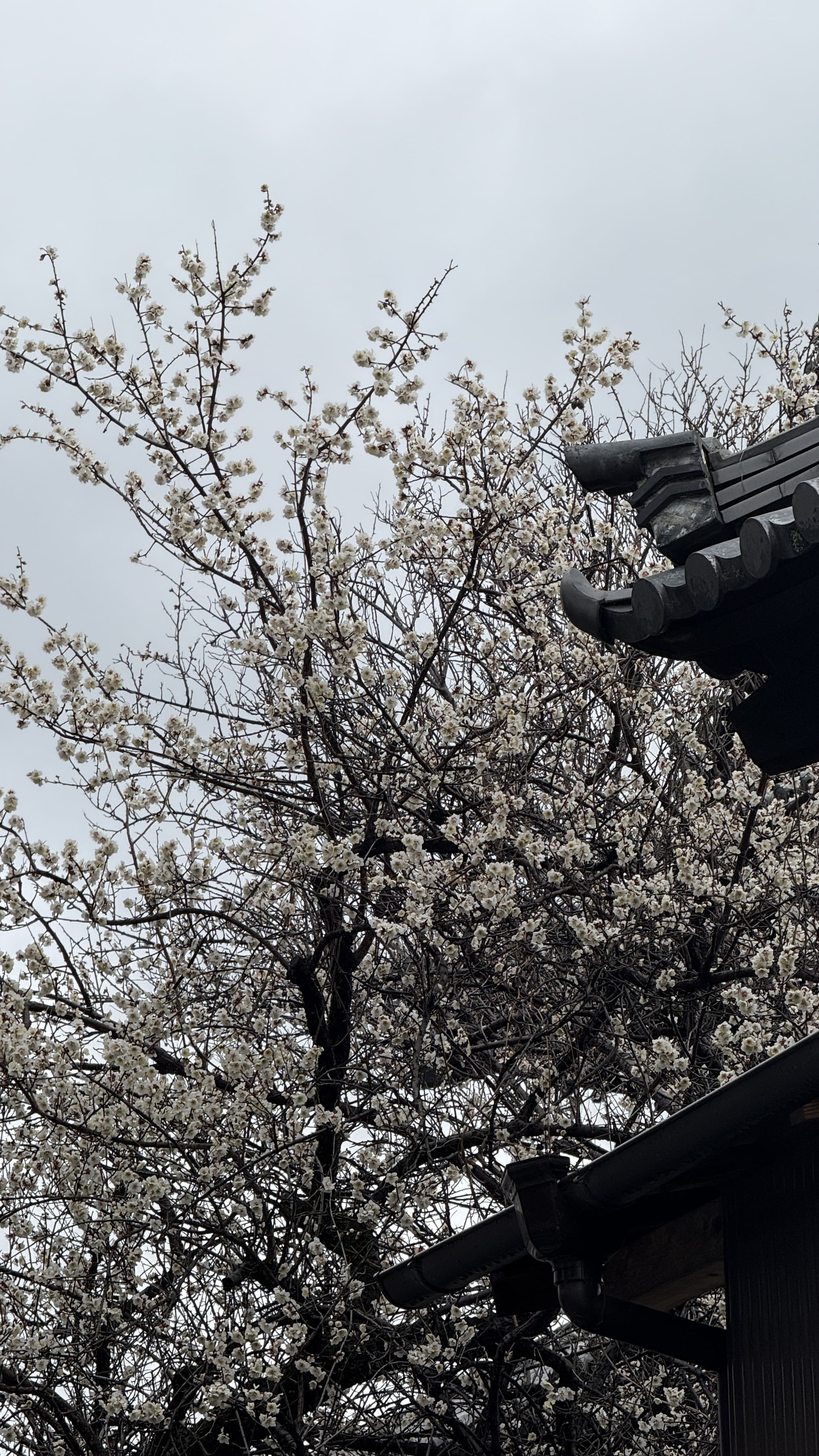 교토-꼭-가봐야-할-곳- 에이칸도-젠린지-ZENRIN-JI-벚꽃 여행 
