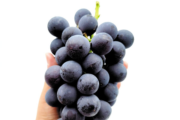포도의 효능