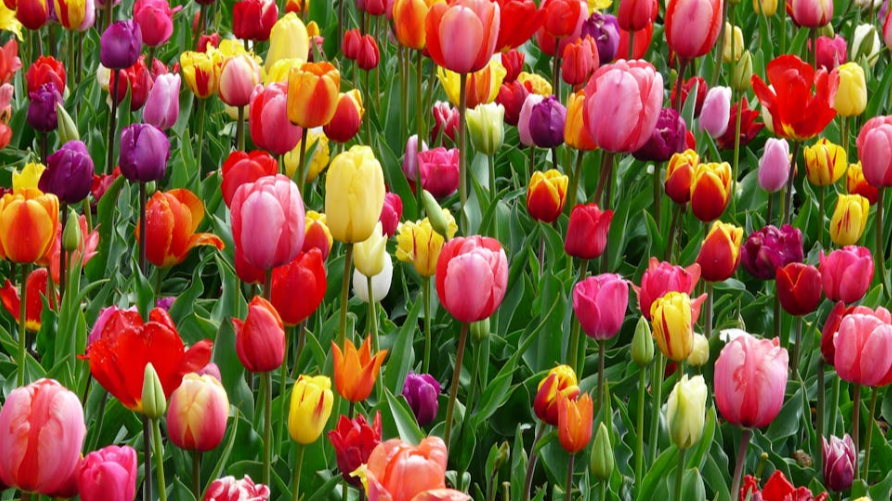 고양국제꽃박람회