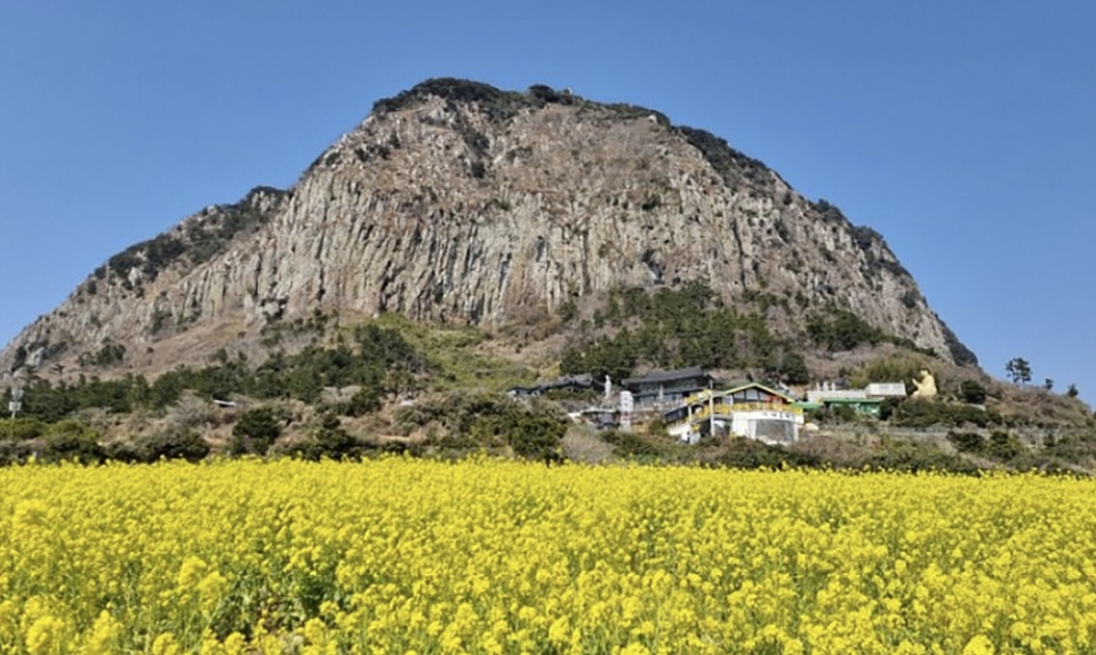 제주 서귀포 산방산 꽃밭과 웅장한 화산 지형