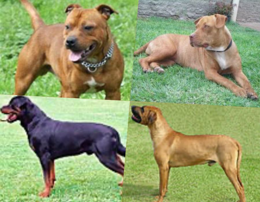 경기도 맹견사육허가제