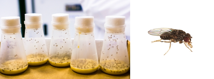 초파리 없애는 법3