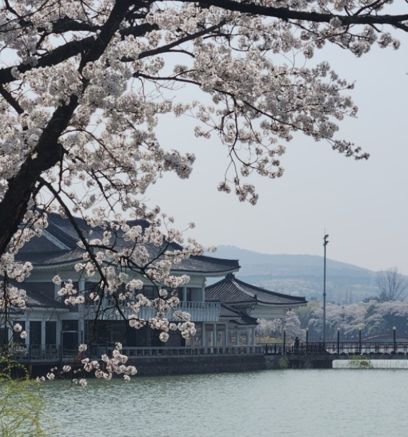 전국봄꽃명소